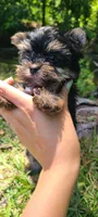 Teacup Mochi, a male Yorkshire Terrier for sale in Pickens, SC – 3 of 7