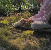Teacup "Mochi" at --21 Oz--  (Video), a female Chihuahua and Pomeranian for sale in Lake View, SC – 8 of 8