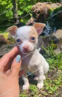 Micro Bella (video in desc), a female Chihuahua for sale in Bishopville, SC – 6 of 10