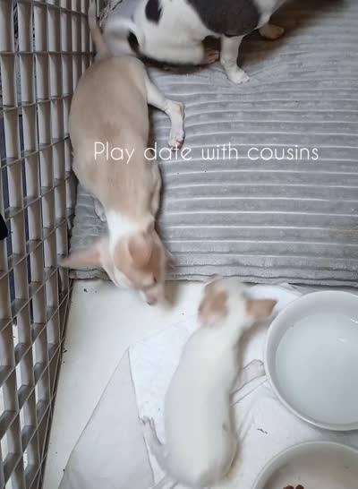 Micro Bella (with video), a female Chihuahua for sale in Blackville, SC – 2 of 10