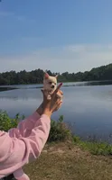 Tiny "Mochi" the Pomchi with (Video), a female Chihuahua and Pomeranian for sale in Lake View, SC – 4 of 7