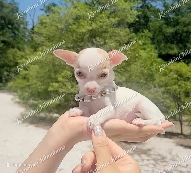 Micro Bella (video in desc) – Chihuahua puppy for sale in Bishopville, SC