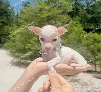 Micro Bella (video in desc), a female Chihuahua for sale in Bishopville, SC – 1 of 10