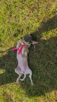 Blueberry , a female Chihuahua for sale in Lake View, SC – 6 of 7