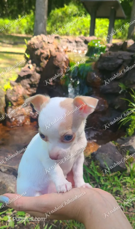 Micro Bella (video in desc) – Chihuahua puppy for sale in Bishopville, SC