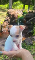 Micro Bella (video in desc), a female Chihuahua for sale in Bishopville, SC – 2 of 10