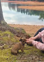 Astoria , a female Chihuahua and Yorkshire Terrier for sale in Pickens, SC – Photo 3 of 6