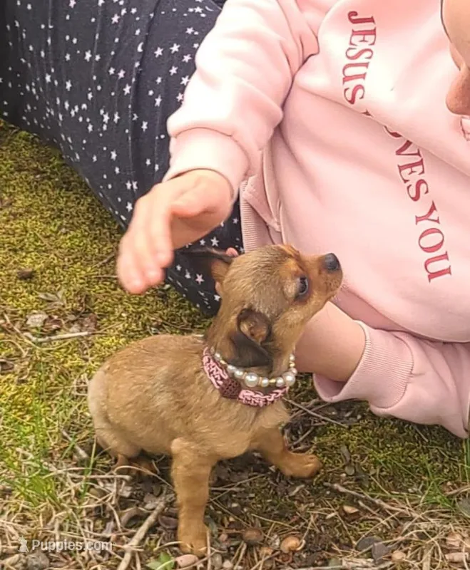 Astoria  – Chihuahua, Yorkshire Terrier puppy for sale in Pickens, SC