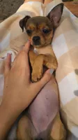 Astoria -Chorkie ❤️-, a female Chihuahua and Yorkshire Terrier for sale in Pickens, SC – Photo 3 of 6