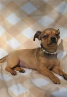 Astoria -Chorkie ❤️-, a female Chihuahua and Yorkshire Terrier for sale in Pickens, SC – Photo 4 of 6