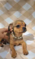 Astoria -Chorkie ❤️-, a female Chihuahua and Yorkshire Terrier for sale in Pickens, SC – Photo 2 of 6