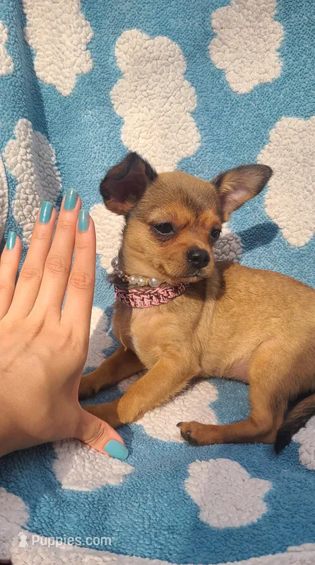 Astoria  – Chihuahua, Yorkshire Terrier puppy for sale in Pickens, SC