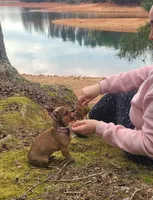 Astoria , a female Chihuahua and Yorkshire Terrier for sale in Pickens, SC – Photo 2 of 6