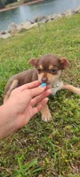 Mochi, a female Chihuahua for sale in Pickens, SC – Photo 2 of 9