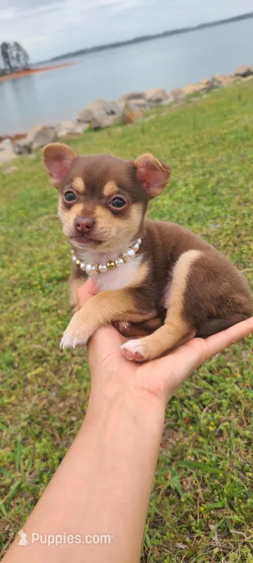 Mochi – Chihuahua puppy for sale in Pickens, SC