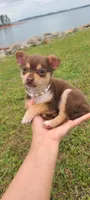 Mochi, a female Chihuahua for sale in Pickens, SC – Photo 1 of 9