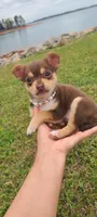 Mochi, a female Chihuahua for sale in Pickens, SC – Photo 8 of 9