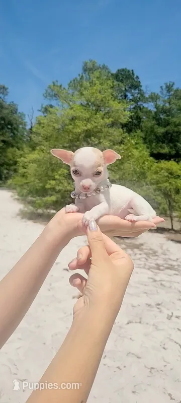 Pending Micro, a female Chihuahua for sale in Pickens, SC – 1 of 5