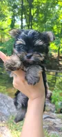 Teacup Mochi, a male Yorkshire Terrier for sale in Pickens, SC – 4 of 7