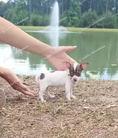 Bon Bon, a female Chihuahua for sale in Blackville, SC – 3 of 7