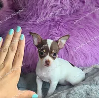 Teacup Bon Bon, a female Chihuahua for sale in Blackville, SC – 2 of 8