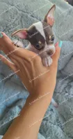 Bon Bon, a female Chihuahua for sale in Blackville, SC – 6 of 7