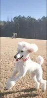 Toffee, a male Poodle - Standard  for sale in Sumter, SC – 4 of 5