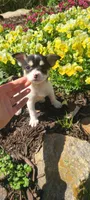 Kuromi , a female Chihuahua for sale in Greenville, SC – Photo 9 of 9