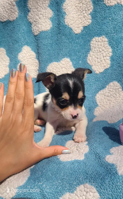 Kuromi  – Chihuahua puppy for sale in Greenville, SC