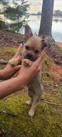 Maverick, a male Chihuahua and Yorkshire Terrier for sale in Pickens, SC – Photo 2 of 9