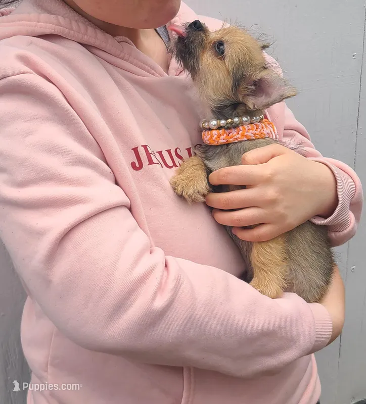 Maverick – Chihuahua, Yorkshire Terrier puppy on hold in Pickens, SC