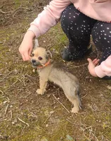 Maverick, a male Chihuahua and Yorkshire Terrier for sale in Pickens, SC – Photo 3 of 9