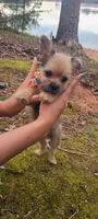 Maverick, a male Chihuahua and Yorkshire Terrier for sale in Pickens, SC – Photo 5 of 9
