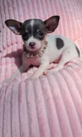 Blueberry , a female Chihuahua for sale in Pickens, SC – Photo 3 of 5