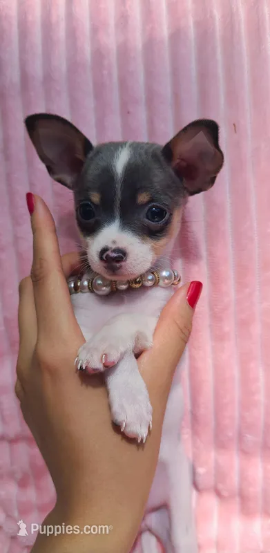 Blueberry  – Chihuahua puppy for sale in Pickens, SC