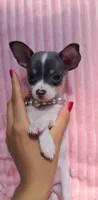 Blueberry , a female Chihuahua for sale in Pickens, SC – Photo 1 of 5
