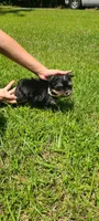 Teacup Mochi, a male Yorkshire Terrier for sale in Pickens, SC – 5 of 7