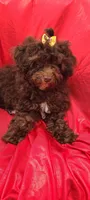 Cadbury "Brown" , a female Poodle - Toy  and Poodle - Miniature  for sale in Greenville, SC – Photo 3 of 9