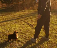 Cadbury "Brown" , a female Poodle - Toy  for sale in Pickens, SC – Photo 5 of 5