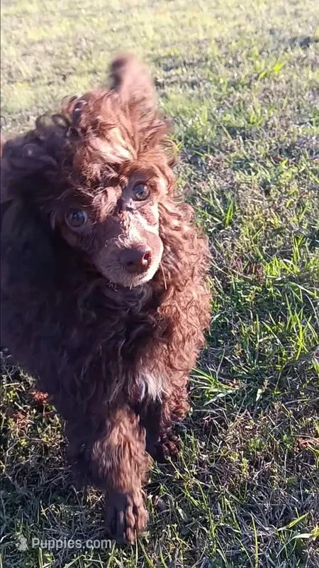 Cadbury "Brown"  – Poodle - Toy  puppy for sale in Pickens, SC