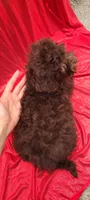 Cadbury , a female Poodle - Toy  and Poodle - Miniature  for sale in Greenville, SC – Photo 2 of 8