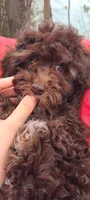 Cadbury , a female Poodle - Toy  and Poodle - Miniature  for sale in Greenville, SC – Photo 8 of 8