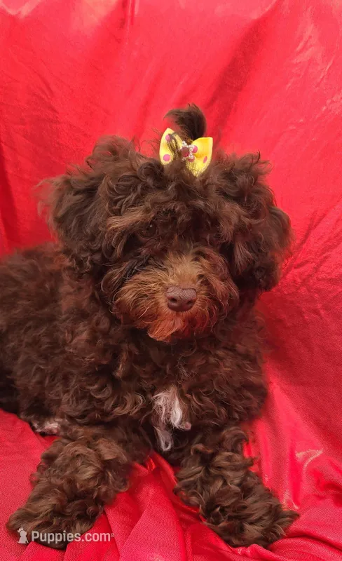 Cadbury  – Poodle - Toy , Poodle - Miniature  puppy for sale in Greenville, SC