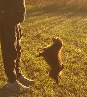 Cadbury "Brown" , a female Poodle - Toy  for sale in Pickens, SC – Photo 4 of 5