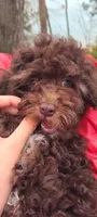Cadbury , a female Poodle - Toy  and Poodle - Miniature  for sale in Greenville, SC – Photo 1 of 8