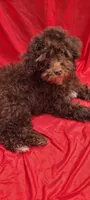 Cadbury , a female Poodle - Toy  and Poodle - Miniature  for sale in Greenville, SC – Photo 6 of 8