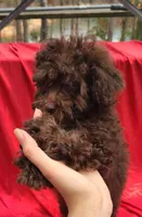 Cadbury "Brown" , a female Poodle - Toy  and Poodle - Miniature  for sale in Greenville, SC – Photo 1 of 9