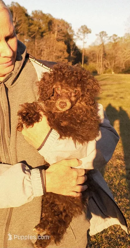 Cadbury "Brown"  – Poodle - Toy  puppy for sale in Pickens, SC