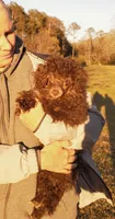 Cadbury "Brown" , a female Poodle - Toy  for sale in Pickens, SC – Photo 1 of 5