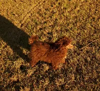 Cadbury "Brown" , a female Poodle - Toy  for sale in Pickens, SC – Photo 2 of 5